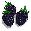 Black Berries Categoria: Fruits Coste: 75 Tiempo crecimiento: 4 Horas 7 Segundos Monedas que produce: 117 XP que produce: 1 Tamaño: 4x4