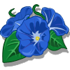 Morning Glory Categoria: Flowers Coste: 60 Tiempo crecimiento: 12 Horas 22 Segundos Monedas que produce: 123 XP que produce: 1 Tamaño: 4x4