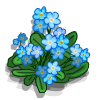 Forget-Me-Not Promoción: Yukon Categoria: Flowers Starts: 1/20/2010 Ends: 01/29/2010 Coste: 45 Tiempo crecimiento: 18 Horas 32 Segundos Monedas que produce: 126 XP que produce: 2 Tamaño: 4x4