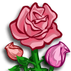 Pink Roses Categoria: Flowers Coste: 120 Tiempo crecimiento: 1 Dia 22 Horas  Monedas que produce: 254 XP que produce: 2 Tamaño: 4x4