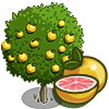 tree_grapefruit_farmville Grapefruit Tree Regalo Monedas que produce: 50 Se vende por: 29
