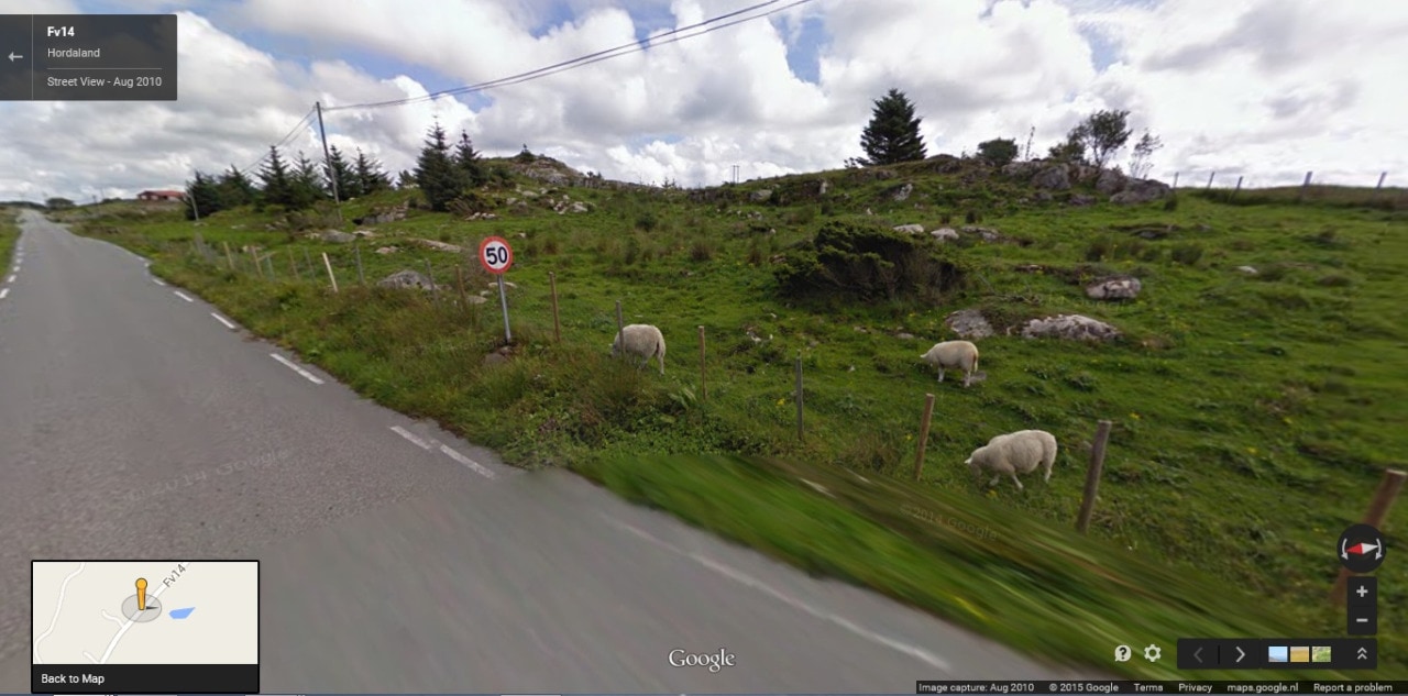 ovejas en Google street View